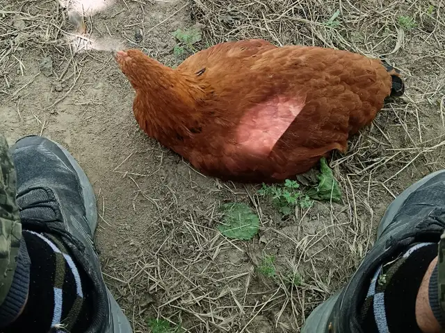 Хурусчучахои ломан браун, Хуҷанд