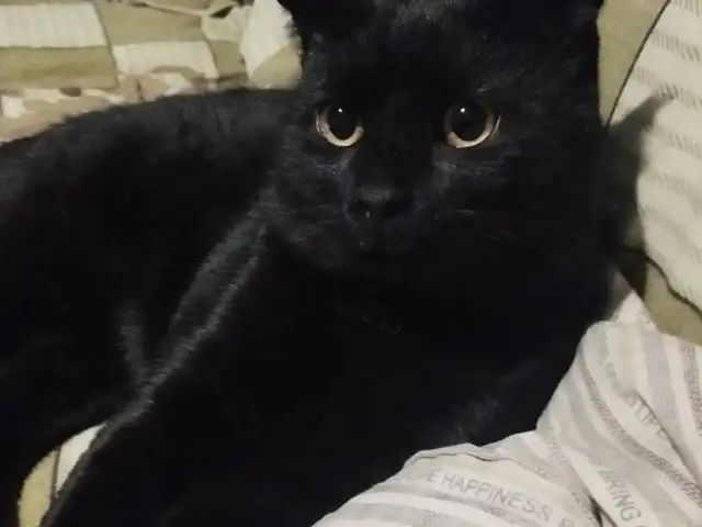 Кошка, Душанбе