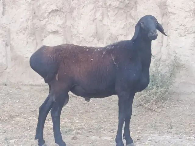 Гусфанд, Ховалинг