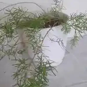 Гул, Худжанд