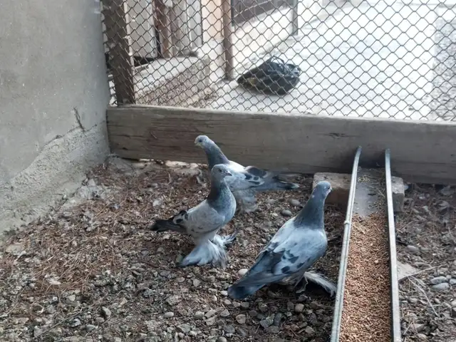 Кабутар, Хуҷанд