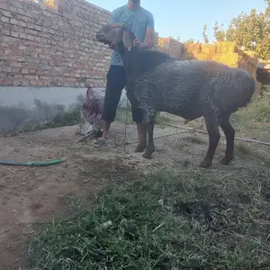 Кучкори хисори, Матча