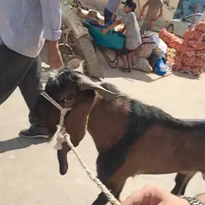 Така, Дангара
