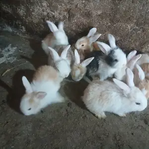 Харгушчахо, Душанбе