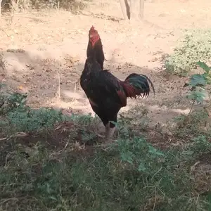 Дакан, Турсунзаде