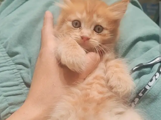 Шотландский прямоухий котенок, Душанбе