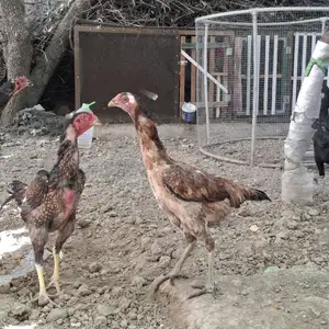 Дакан мокиён, Душанбе