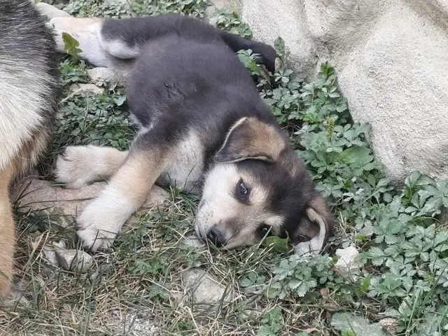 Сагча, Файзобод