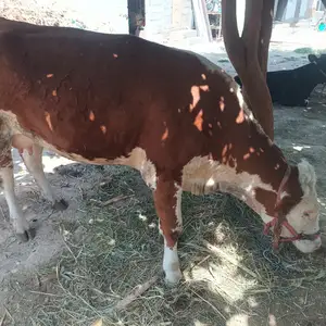 Гов, Душанбе