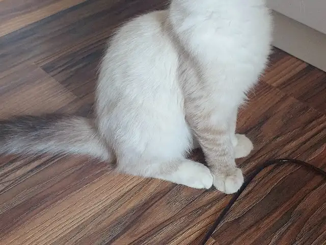 Котенок Регдол, Худжанд