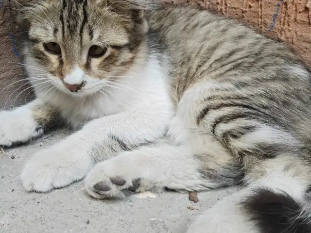 Кошка, Душанбе