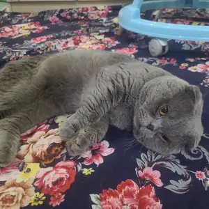 Шотландский кот, Худжанд