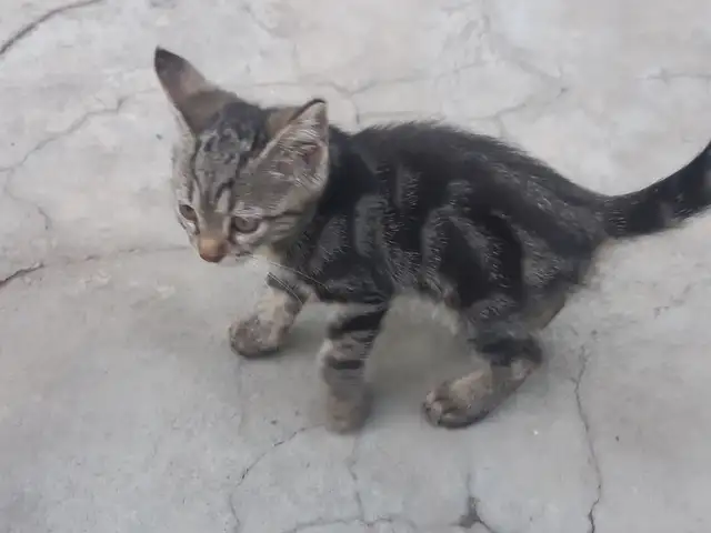 Котята, Душанбе