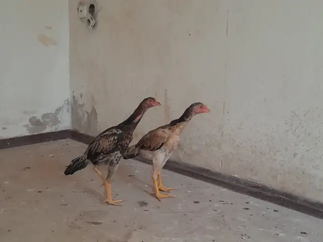 Мокиёон, Душанбе