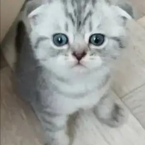 Вислоухий шотландский котенок, Худжанд