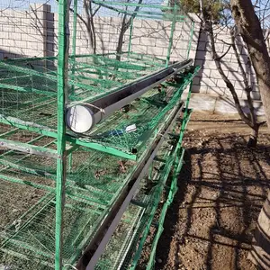 Клетка, Левакант (Сарбанд)
