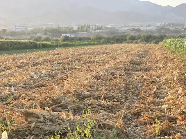 Алафи чирмакка, Хуҷанд