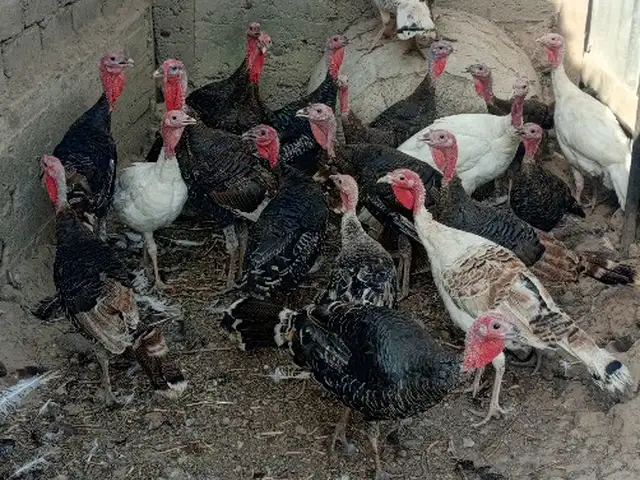 Индук, Ҳисор