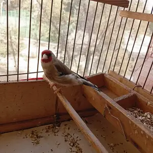 Саъба, Душанбе