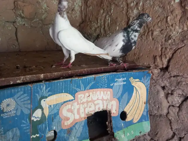 Кафтар, Ҳисор