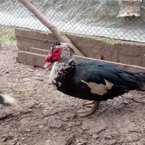 Индоутка, Гиссар
