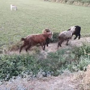 Бузхо, Рудаки