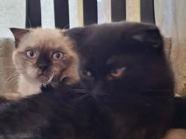 Шотландский вислоухий кот, Душанбе