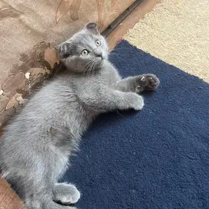 Шотландский вислоухий, Душанбе