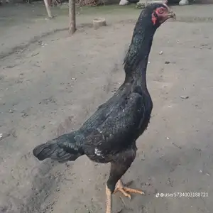 Тухми дакан, Бохтар (Курган-Тюбе)