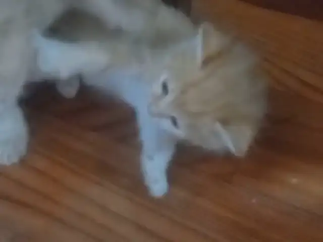 Котята, Душанбе