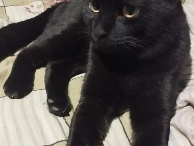 Кот даром, Душанбе