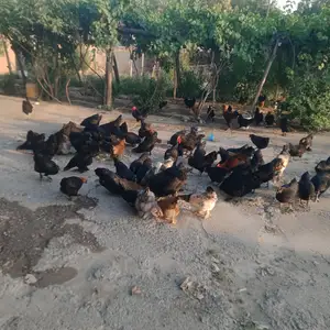 Тухм, Вахш