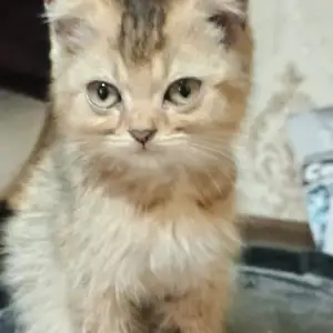 Кошка британская, Душанбе