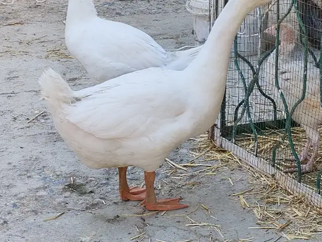 Гоз, Худжанд