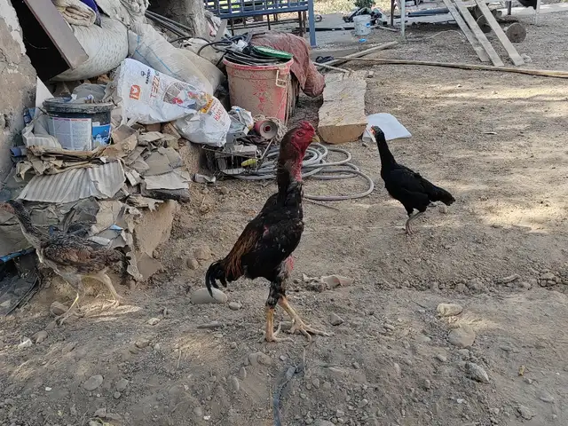 Куры, Турсунзаде