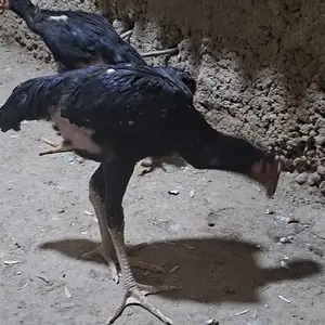 Дакан чуча, Душанбе