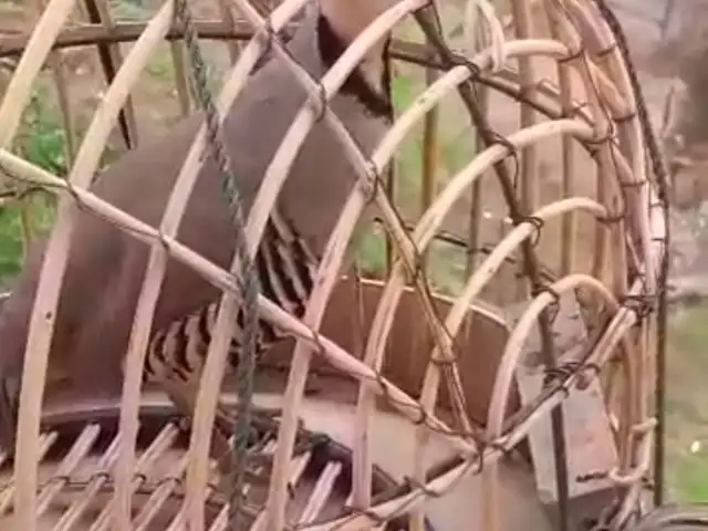 Кабк, Душанбе