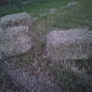 Сено, Конибодом