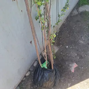 Каламчаи смородина, Душанбе