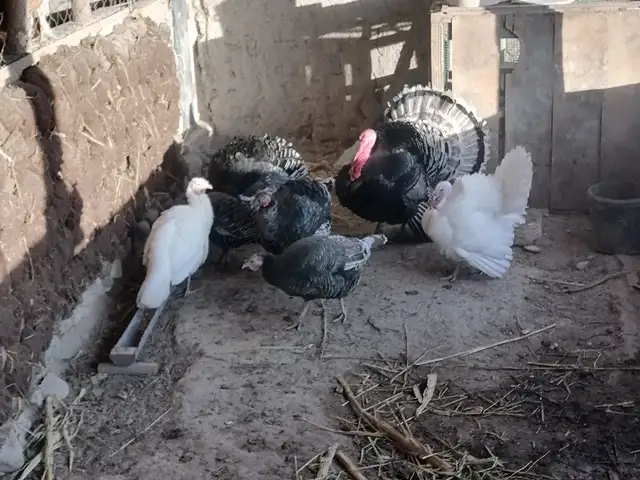 Индюк, Панҷакент