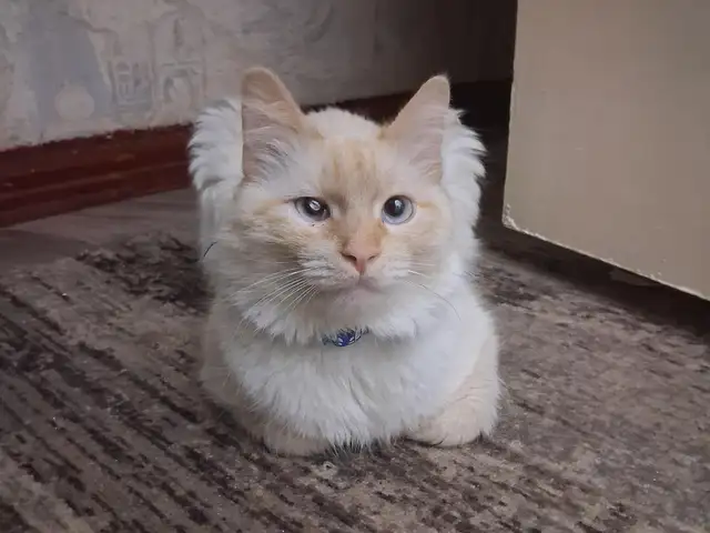 Пропал кот Кузя, Бустон (Чкаловск)