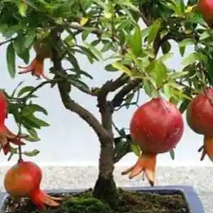 Карликовый комнатный гранат, Душанбе