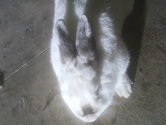 Калифорнийский кошдор харгуш, Худжанд