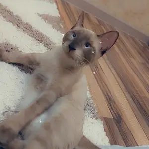 Сиамский котенок, Худжанд