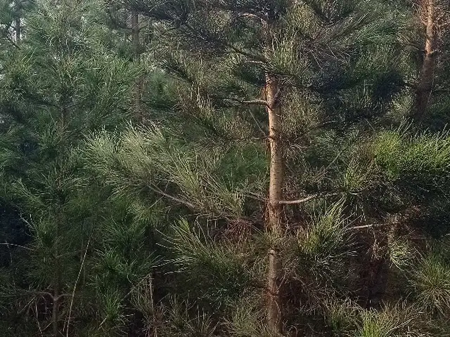 Сосна, Душанбе