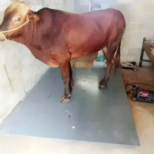 Тарозу, Душанбе