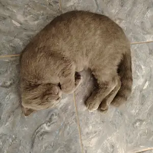 Шотландский котенок, Душанбе