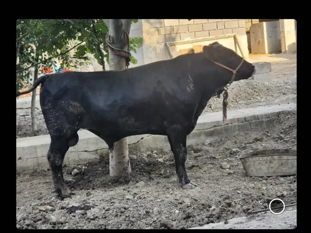 Гови зоти, Хуҷанд
