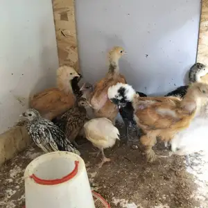 Чучохои Брама, Душанбе