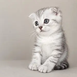 Котёнок, Душанбе